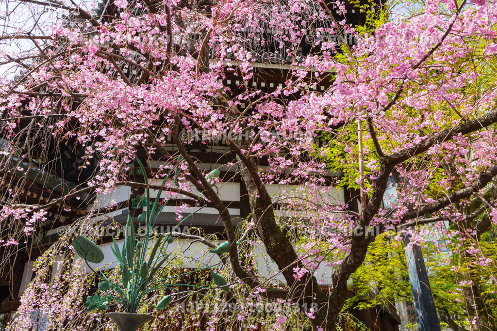 京都府　六角堂頂法寺　本堂と枝垂れ桜