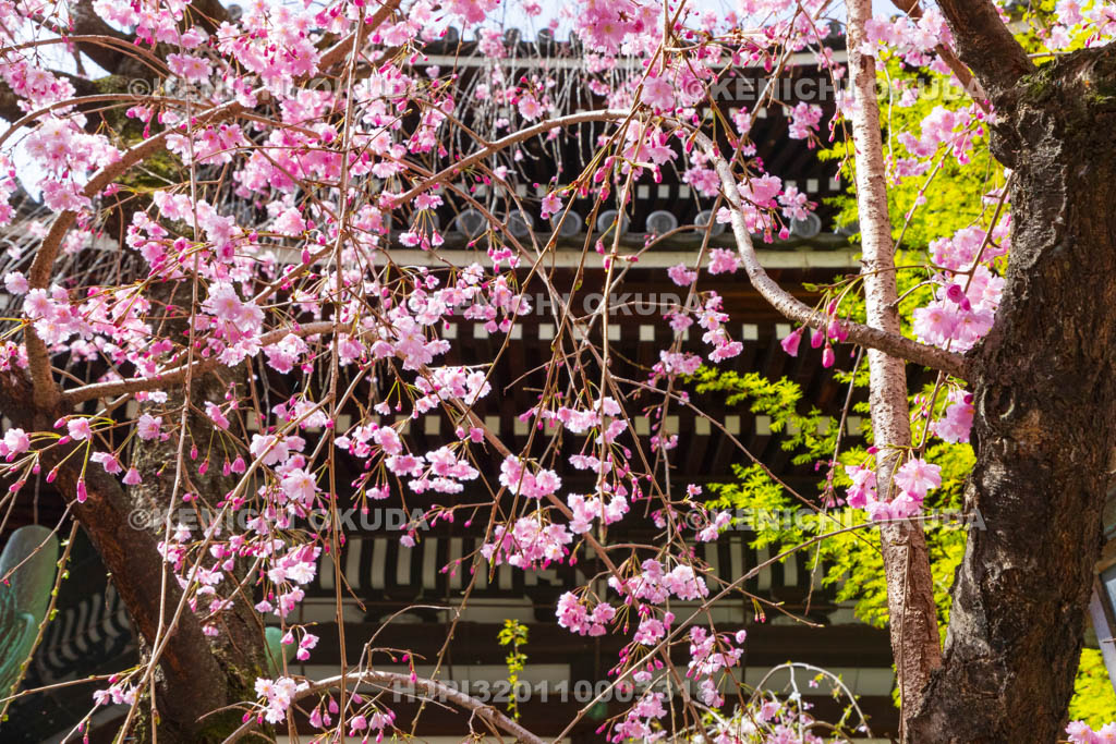 京都府　六角堂頂法寺　本堂と枝垂れ桜