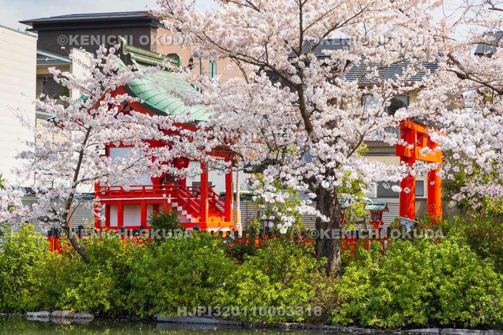 京都府　神泉苑　桜と鎮守稲荷社（矢劔大明神）