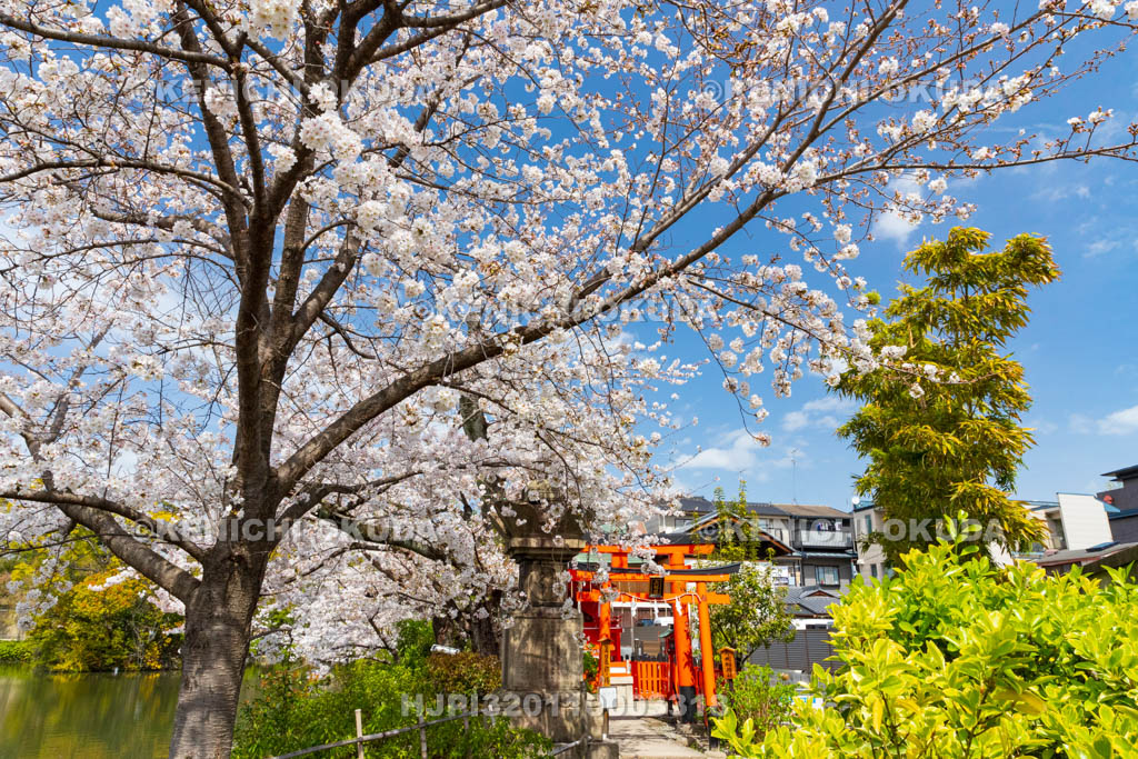 京都府　神泉苑　桜と鎮守稲荷社（矢劔大明神）