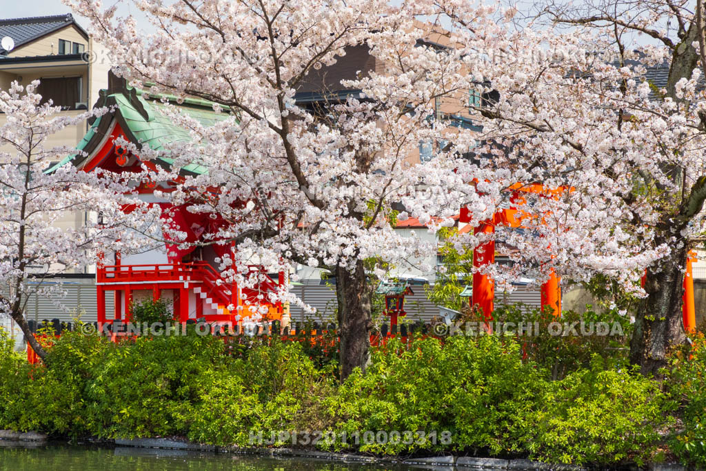 京都府　神泉苑　桜と鎮守稲荷社（矢劔大明神）