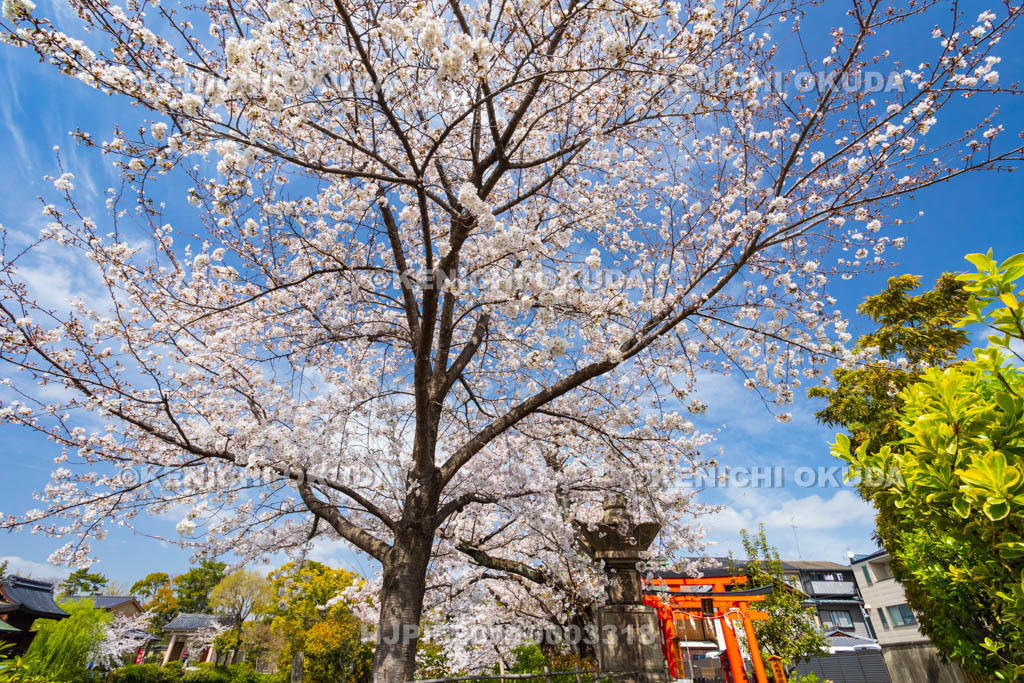 京都府　神泉苑　桜と鎮守稲荷社（矢劔大明神）