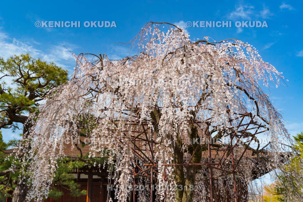 京都府　大報恩寺（千本釈迦堂）　阿亀桜（おかめざくら）