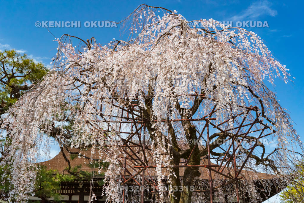 京都府　大報恩寺（千本釈迦堂）　阿亀桜（おかめざくら）