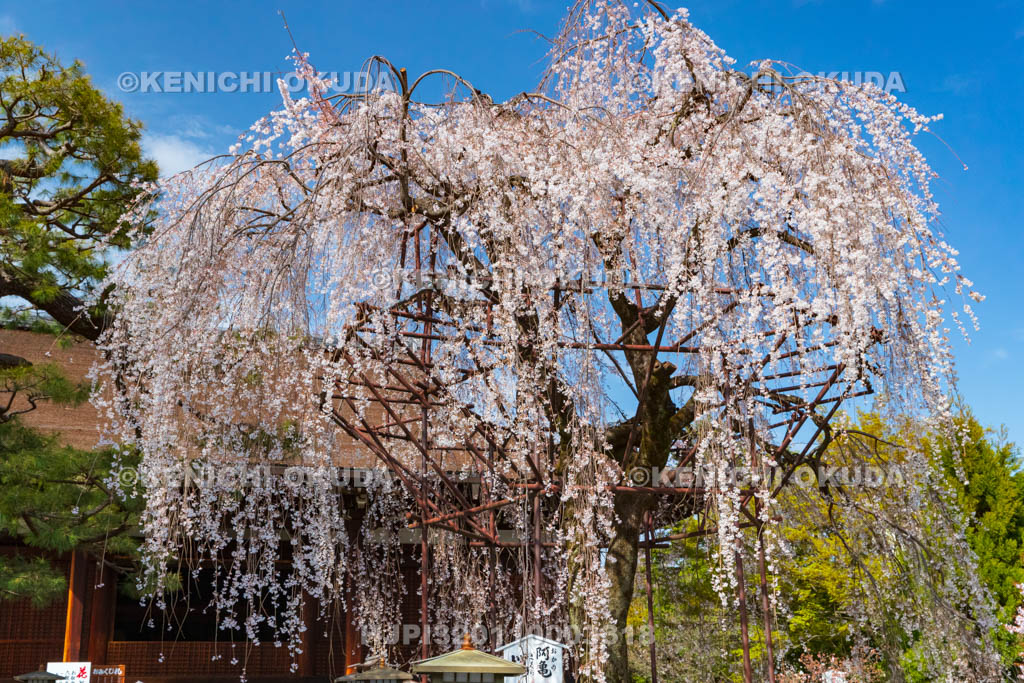 京都府　大報恩寺（千本釈迦堂）　阿亀桜（おかめざくら）