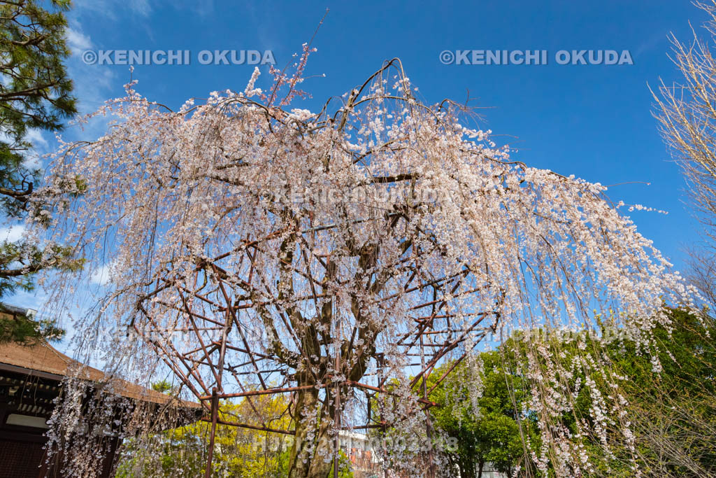京都府　大報恩寺（千本釈迦堂）　阿亀桜（おかめざくら）