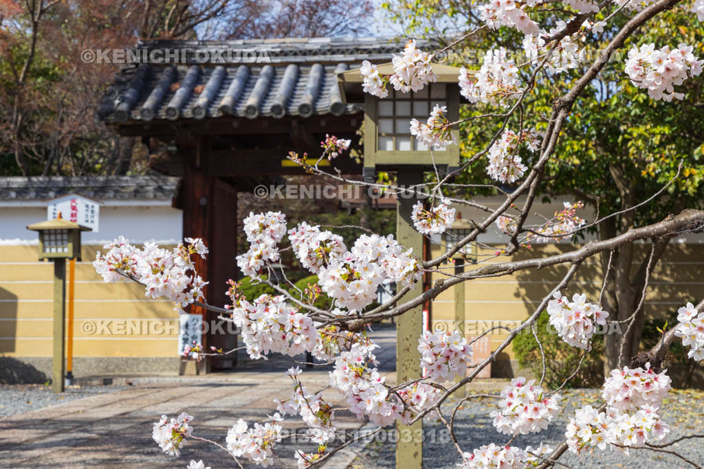 京都府　大報恩寺（千本釈迦堂）　桜と山門