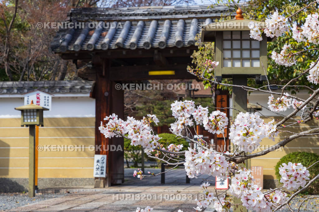 京都府　大報恩寺（千本釈迦堂）　桜と山門