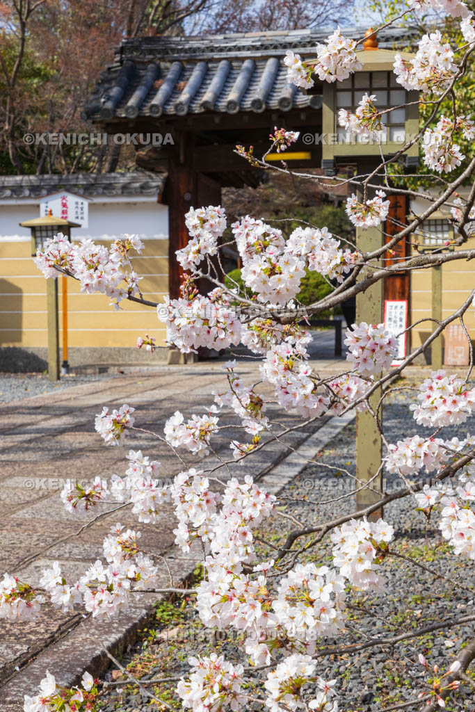 京都府　大報恩寺（千本釈迦堂）　桜と山門