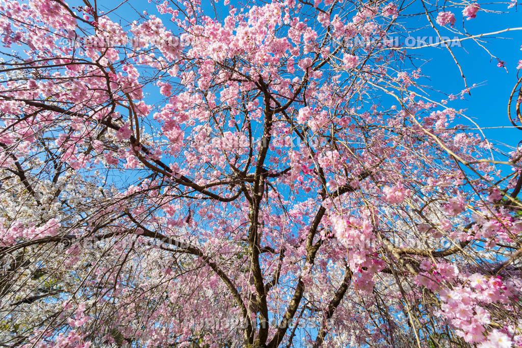 京都府　円山公園　平安の桜