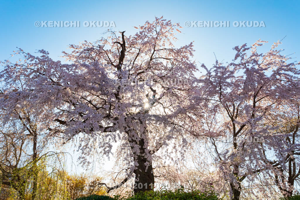 京都府　円山公園の桜