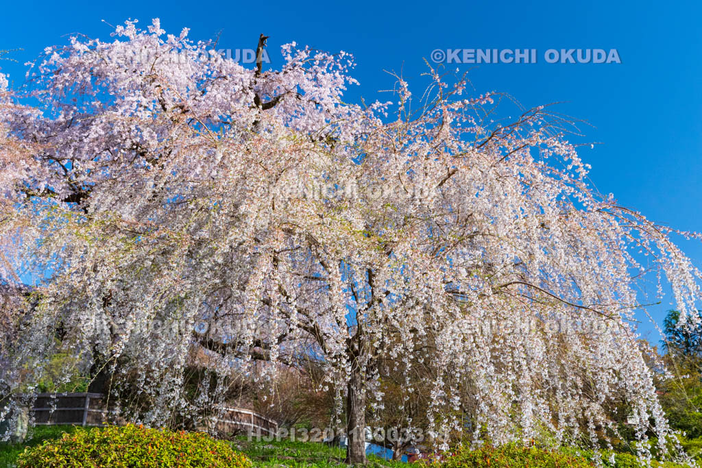 京都府　円山公園　祇園のしだれ桜（一重白彼岸枝垂桜）