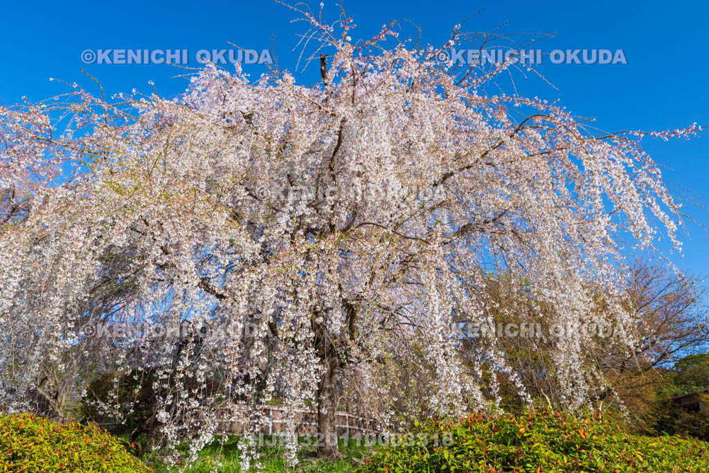 京都府　円山公園　祇園のしだれ桜（一重白彼岸枝垂桜）