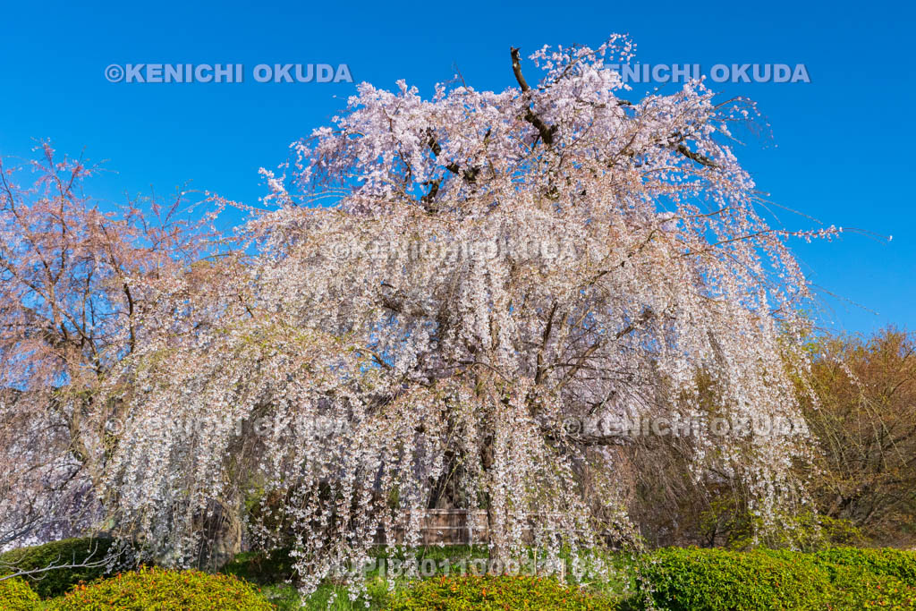 京都府　円山公園　祇園のしだれ桜（一重白彼岸枝垂桜）