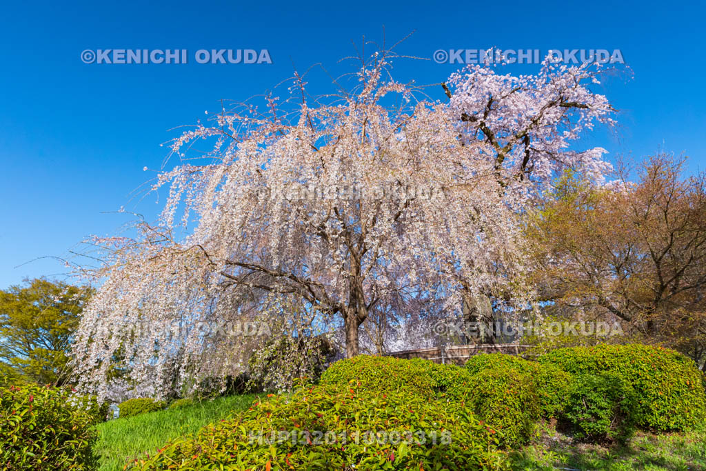 京都府　円山公園　祇園のしだれ桜（一重白彼岸枝垂桜）