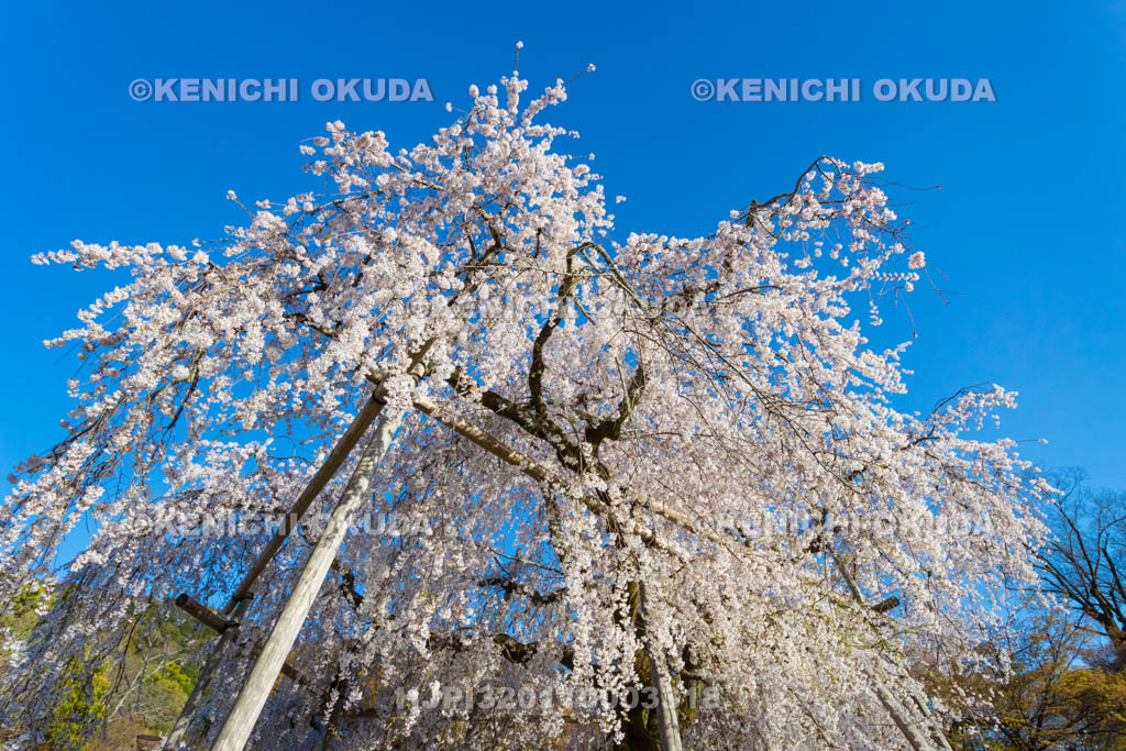 京都府　円山公園の桜