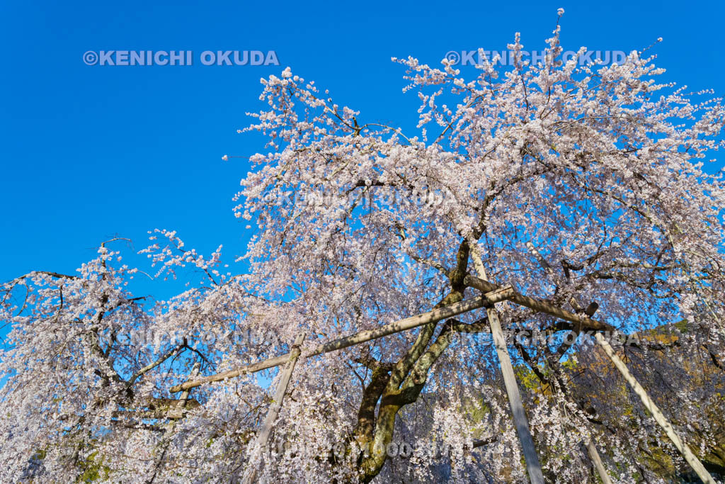 京都府　円山公園の桜