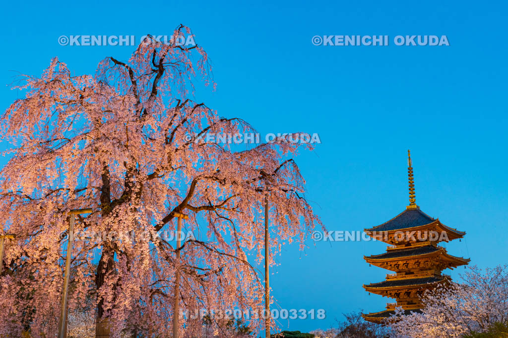 京都府　日没の東寺　不二桜と五重の塔（国宝）