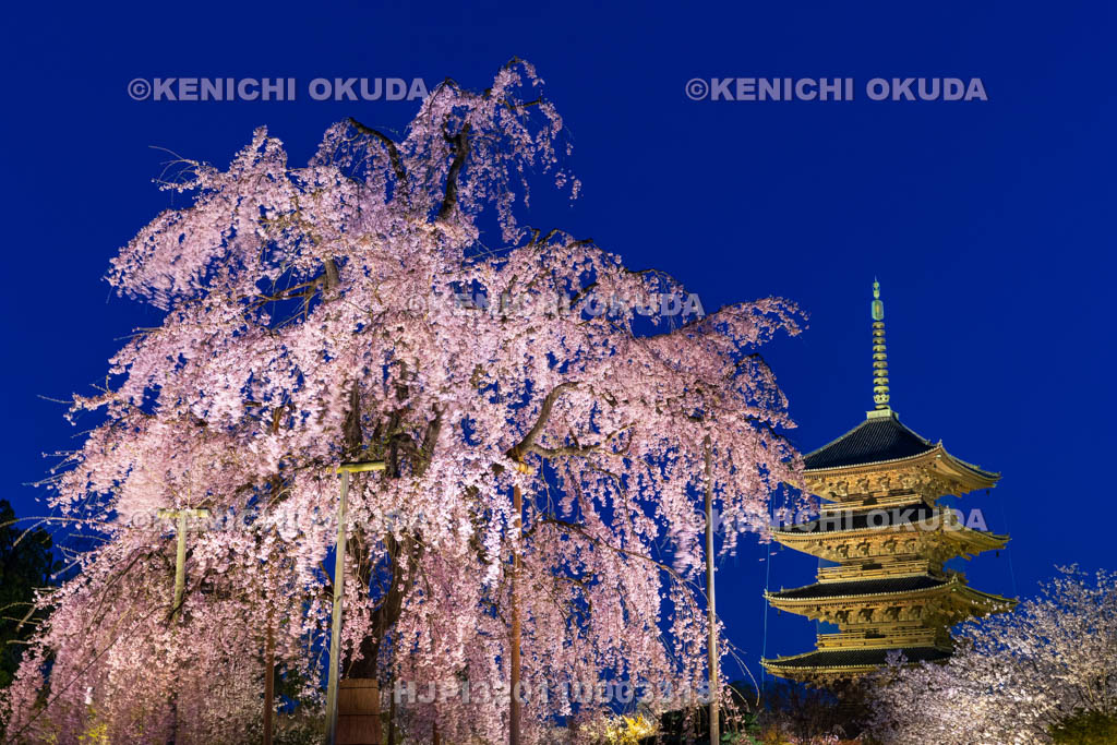 京都府　日没の東寺　不二桜と五重の塔（国宝）