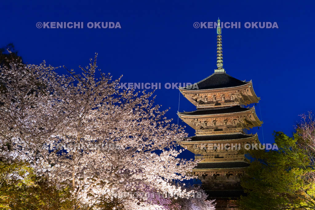京都府　日没の東寺　桜と五重の塔（国宝）