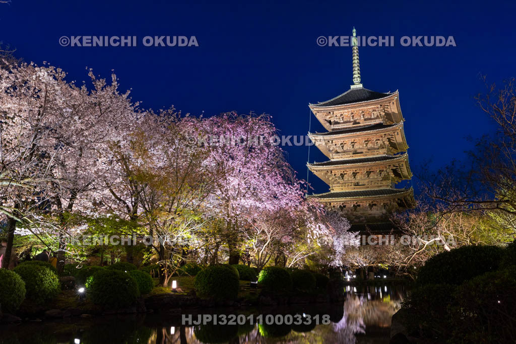 京都府　夜の東寺　桜と五重の塔（国宝）