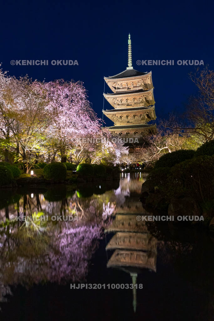 京都府　夜の東寺　桜と五重の塔（国宝）