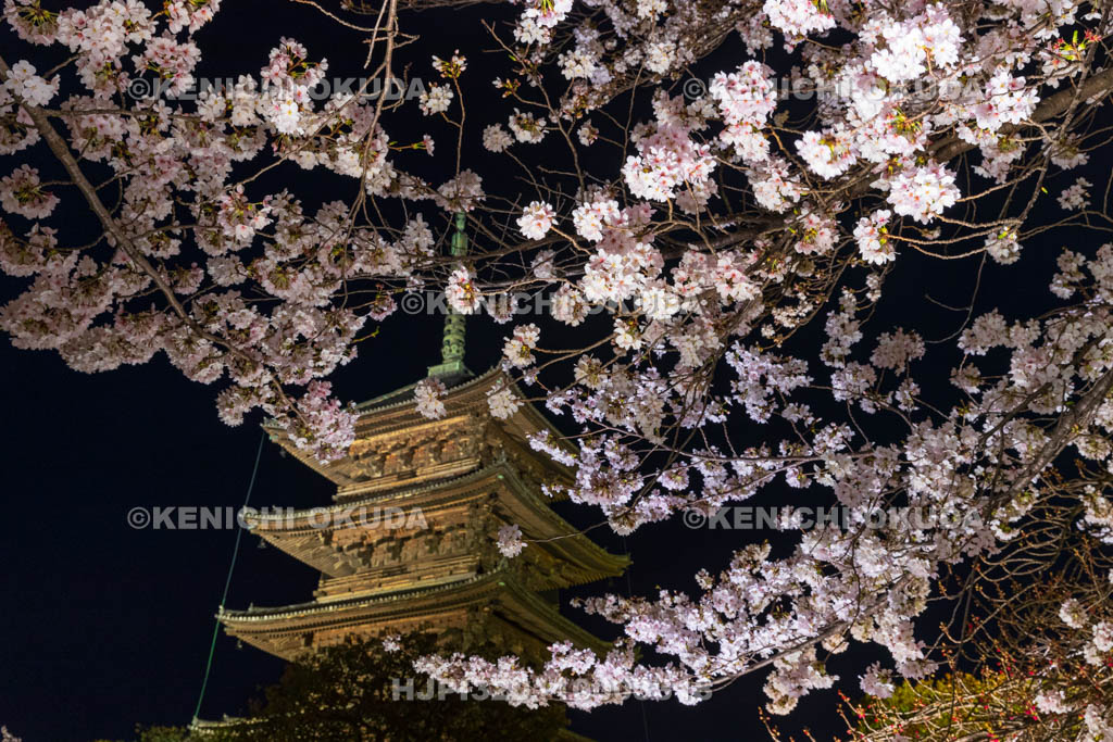 京都府　夜の東寺　桜と五重の塔（国宝）