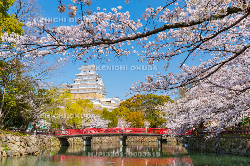兵庫県　桜と姫路城