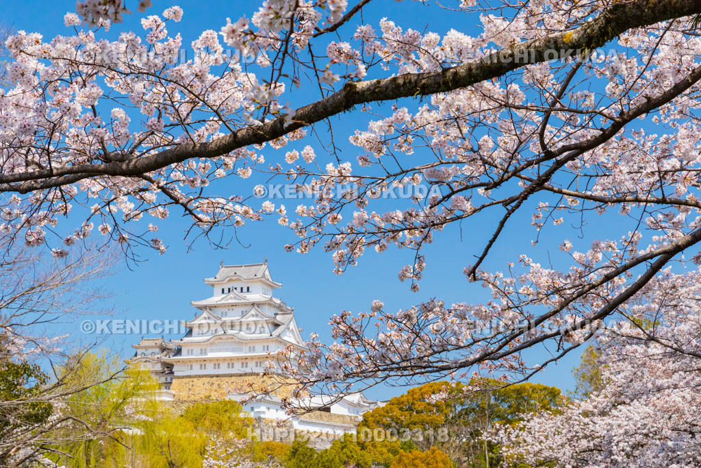 兵庫県　桜と姫路城