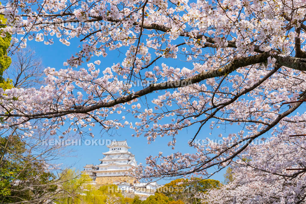 兵庫県　桜と姫路城