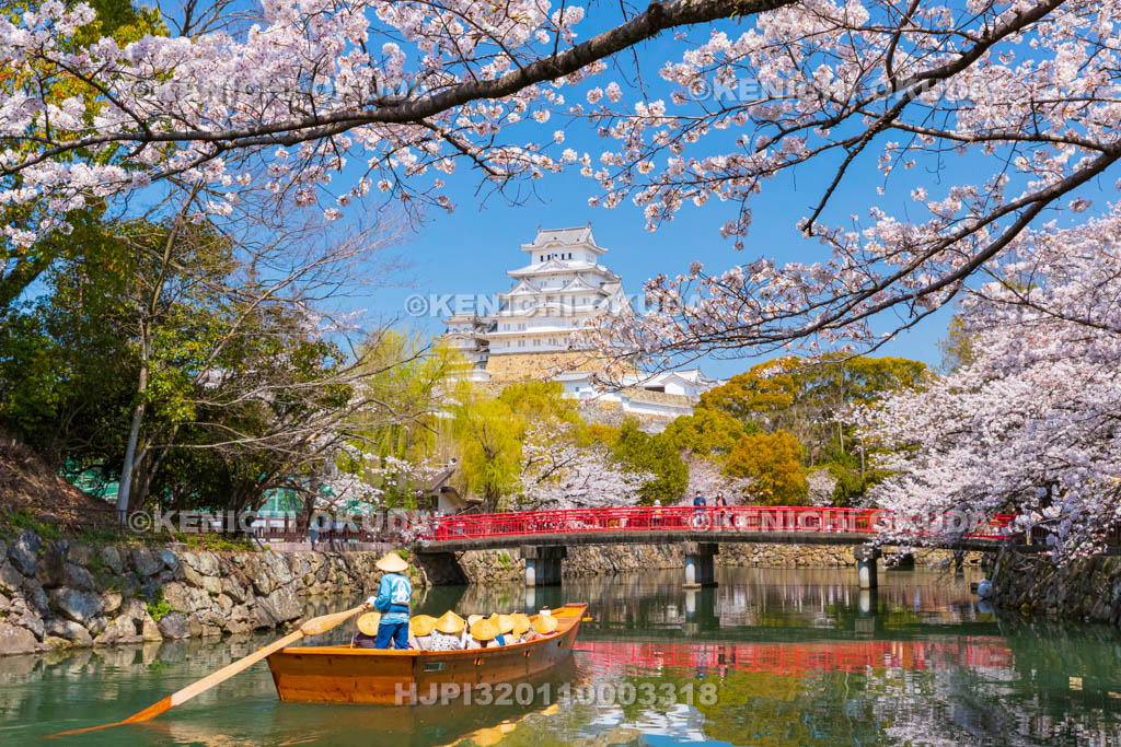 兵庫県　桜と姫路城
