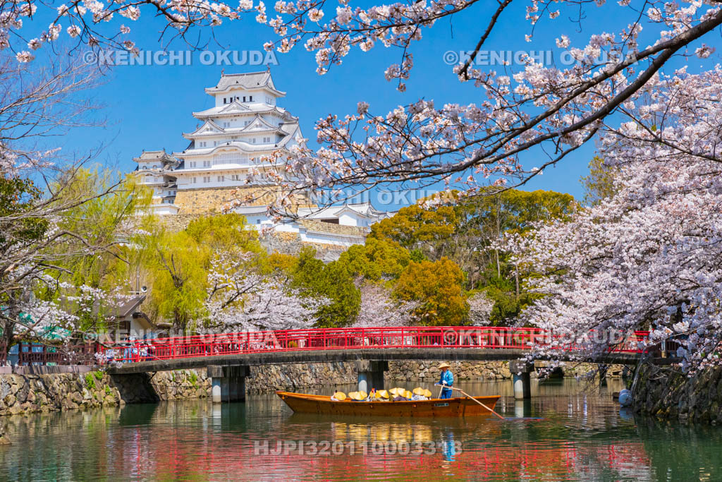 兵庫県　桜と姫路城