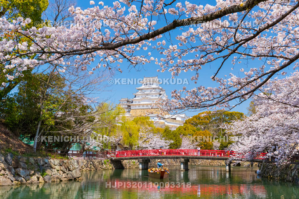 兵庫県　桜と姫路城