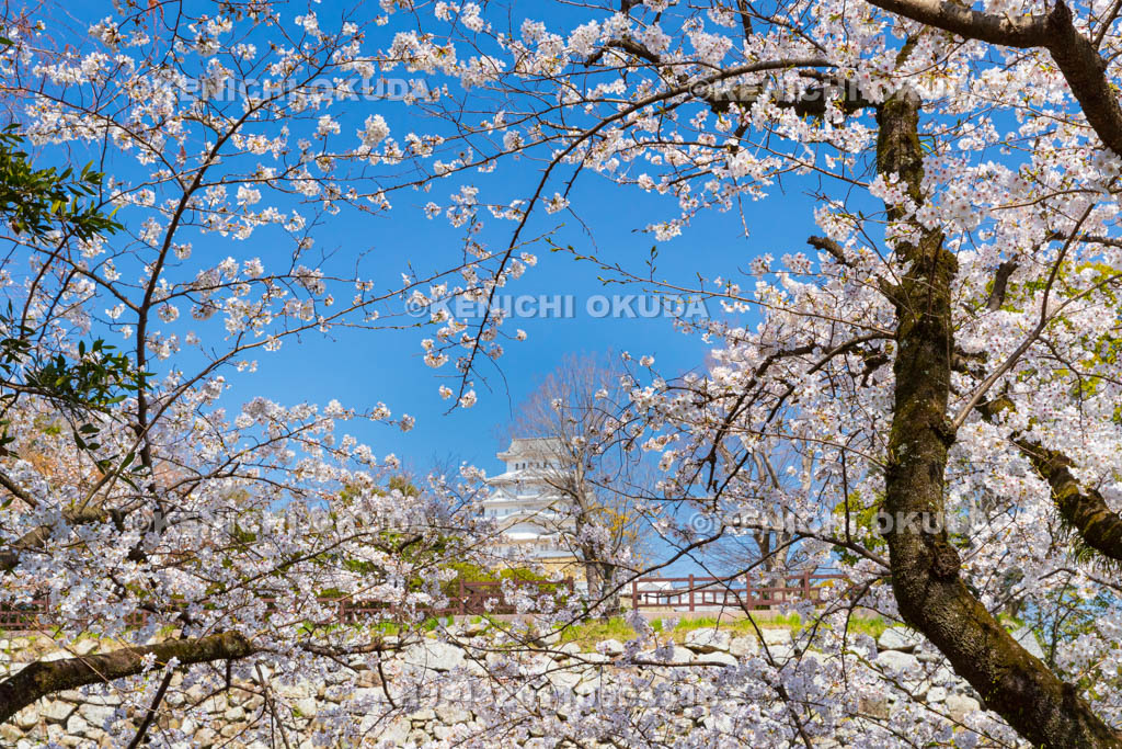 兵庫県　桜と姫路城