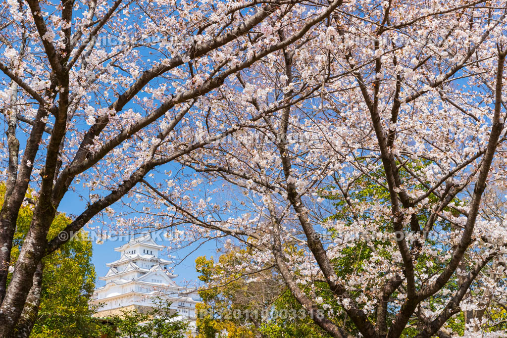 兵庫県　桜と姫路城