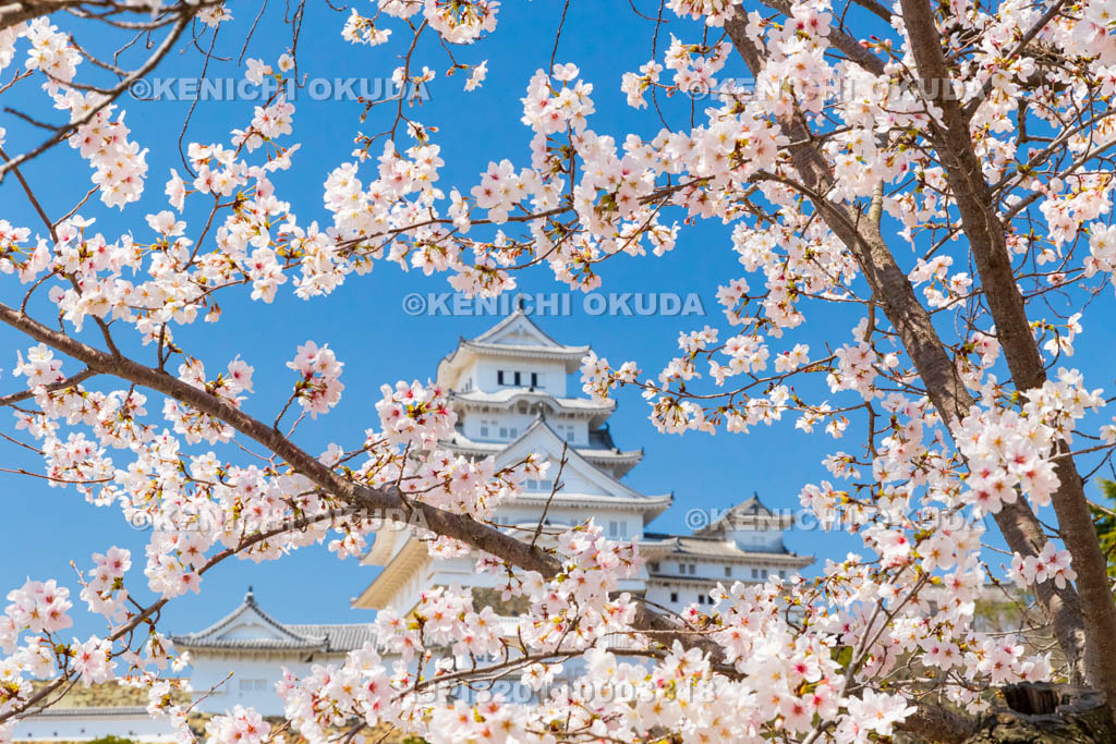 兵庫県　桜と姫路城