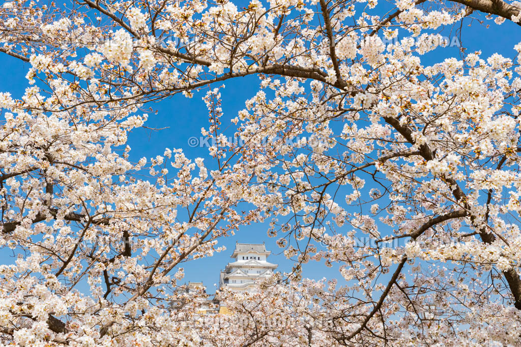 兵庫県　桜と姫路城
