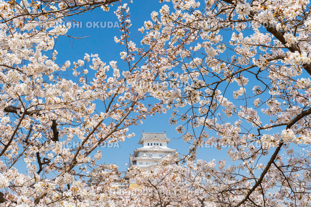 兵庫県　桜と姫路城