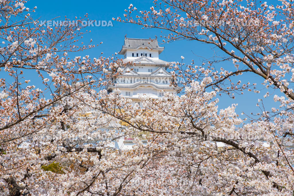 兵庫県　桜と姫路城