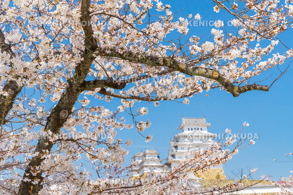 兵庫県　桜と姫路城