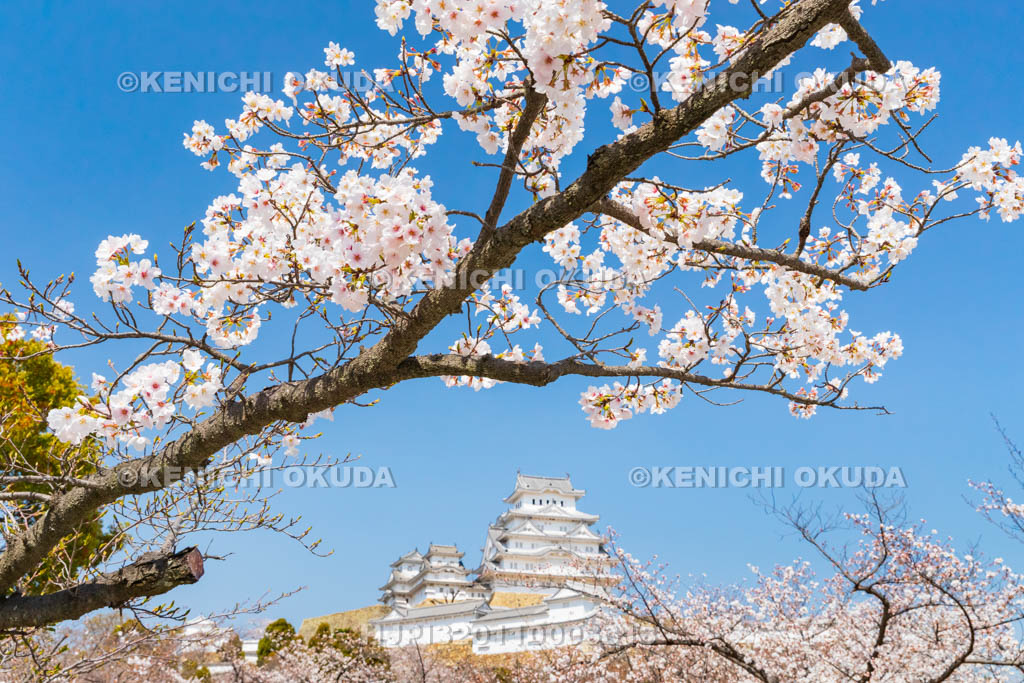 兵庫県　桜と姫路城