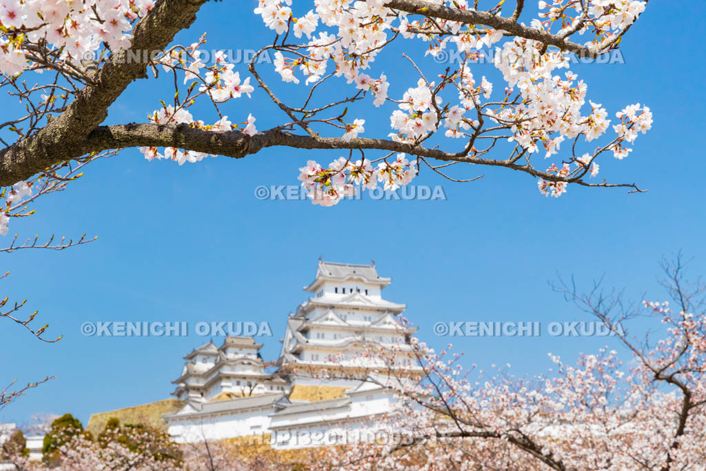 兵庫県　桜と姫路城