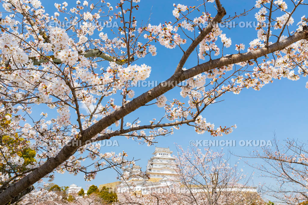 兵庫県　桜と姫路城