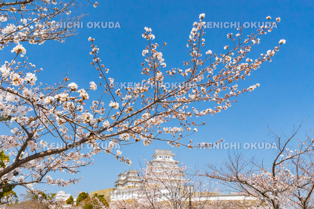 兵庫県　桜と姫路城