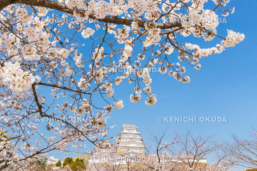 兵庫県　桜と姫路城