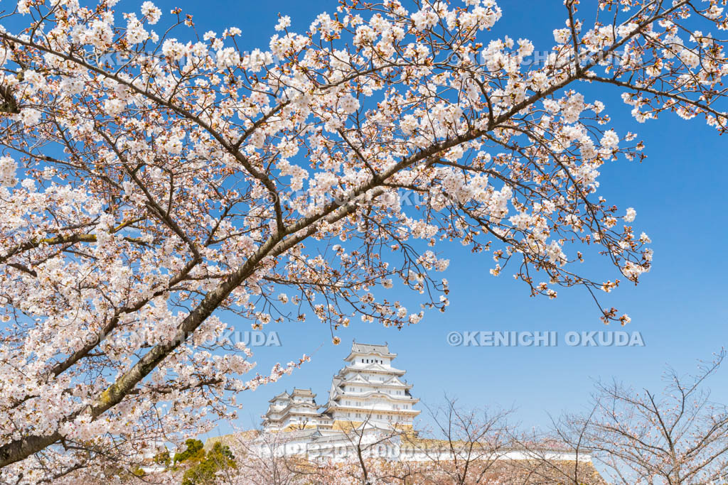 兵庫県　桜と姫路城