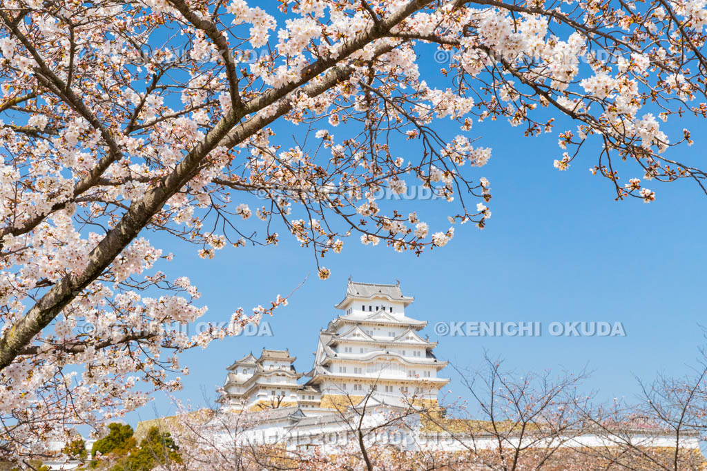 兵庫県　桜と姫路城