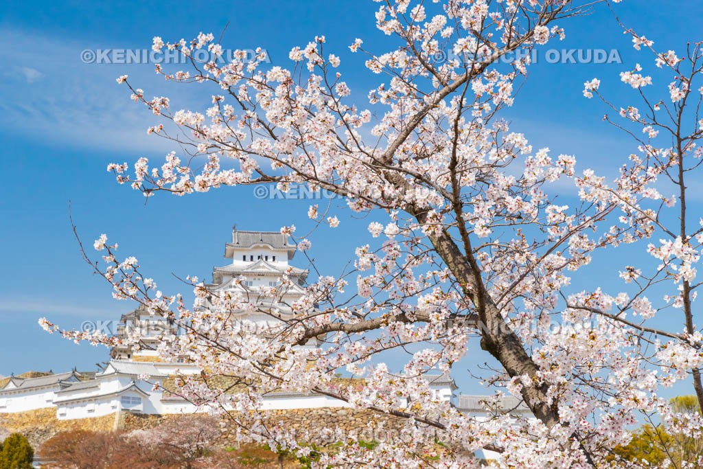 兵庫県　桜と姫路城
