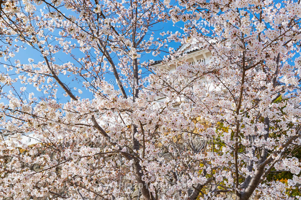 兵庫県　姫路城　桜とカの櫓
