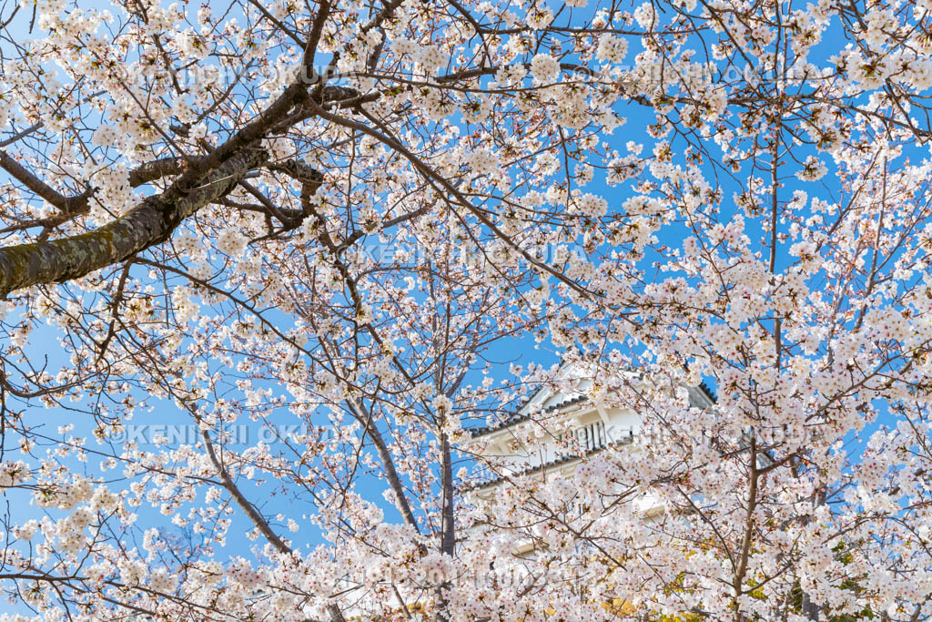 兵庫県　姫路城　桜とカの櫓